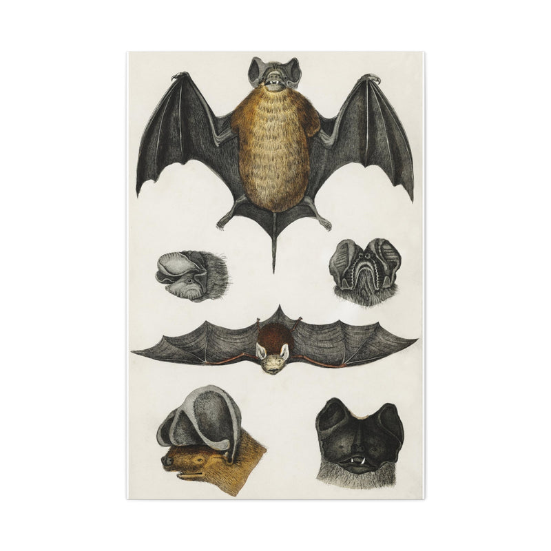 Various Bats Illustration Canvas Gallery Wraps-Canvas-Printify-PaxtonGate