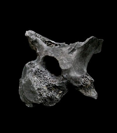 Various Pleistocene Fossilized Vertebrae - Paxton Gate