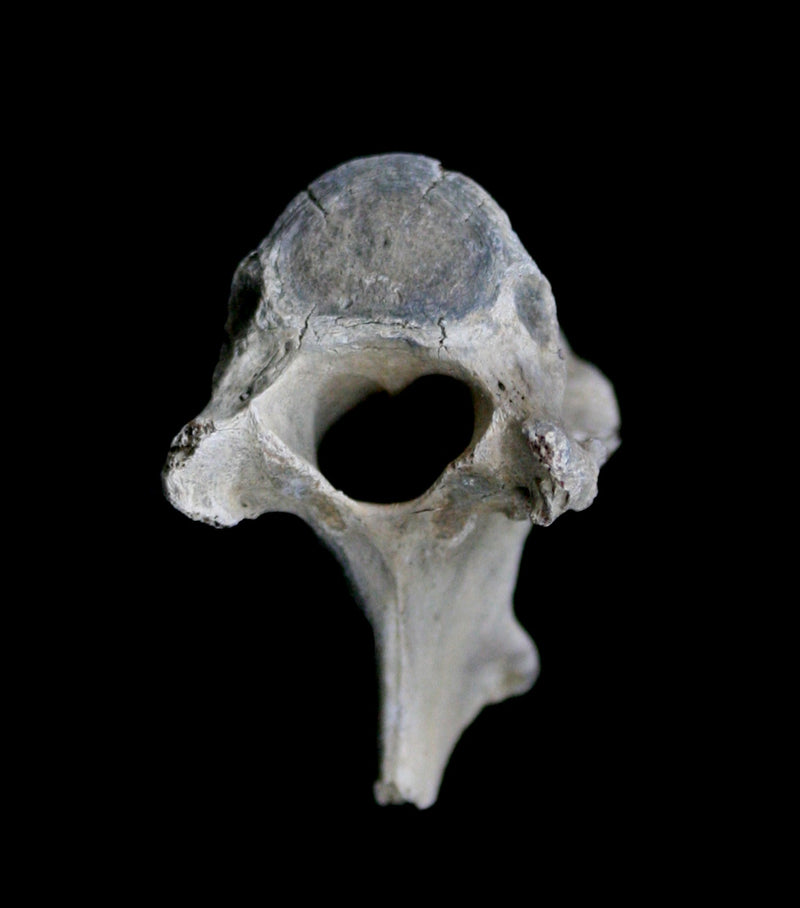 Various Pleistocene Fossilized Vertebrae - Paxton Gate