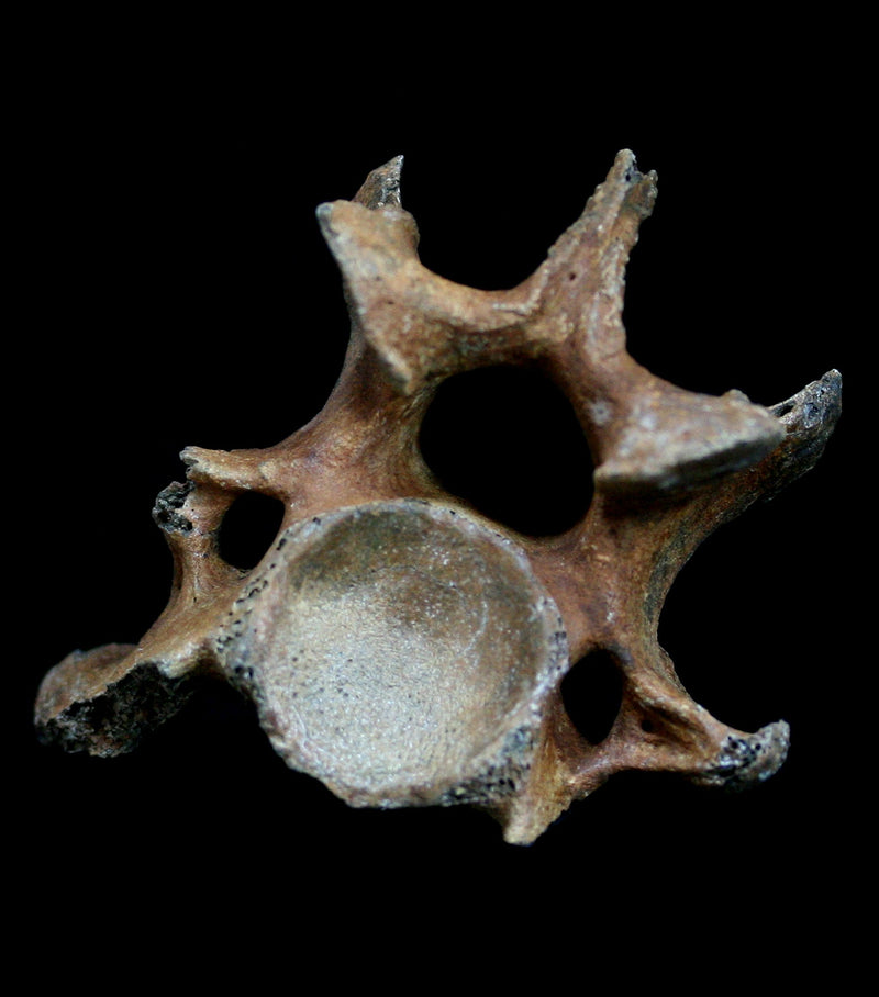 Various Pleistocene Fossilized Vertebrae - Paxton Gate