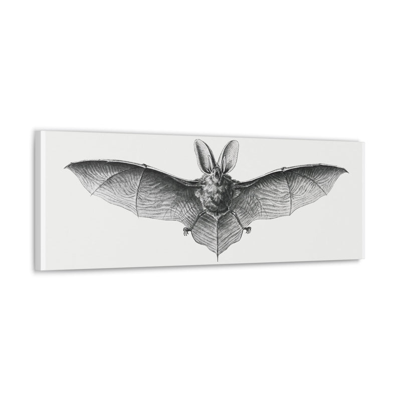 Vintage Bat Illustration By Ernst Haeckel Canvas Gallery Wraps-Canvas-Printify-PaxtonGate