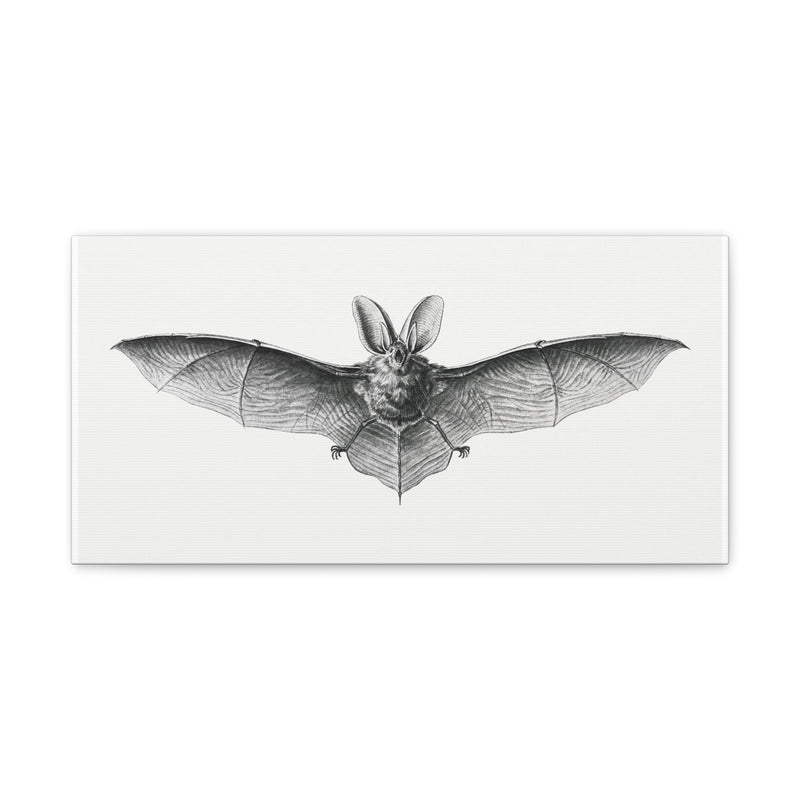 Vintage Bat Illustration By Ernst Haeckel Canvas Gallery Wraps-Canvas-Printify-PaxtonGate