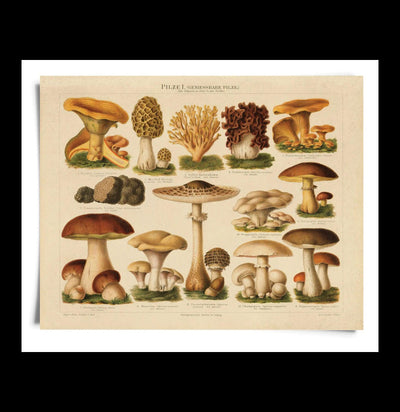 Vintage German Pilze Mushroom Print - Paxton Gate