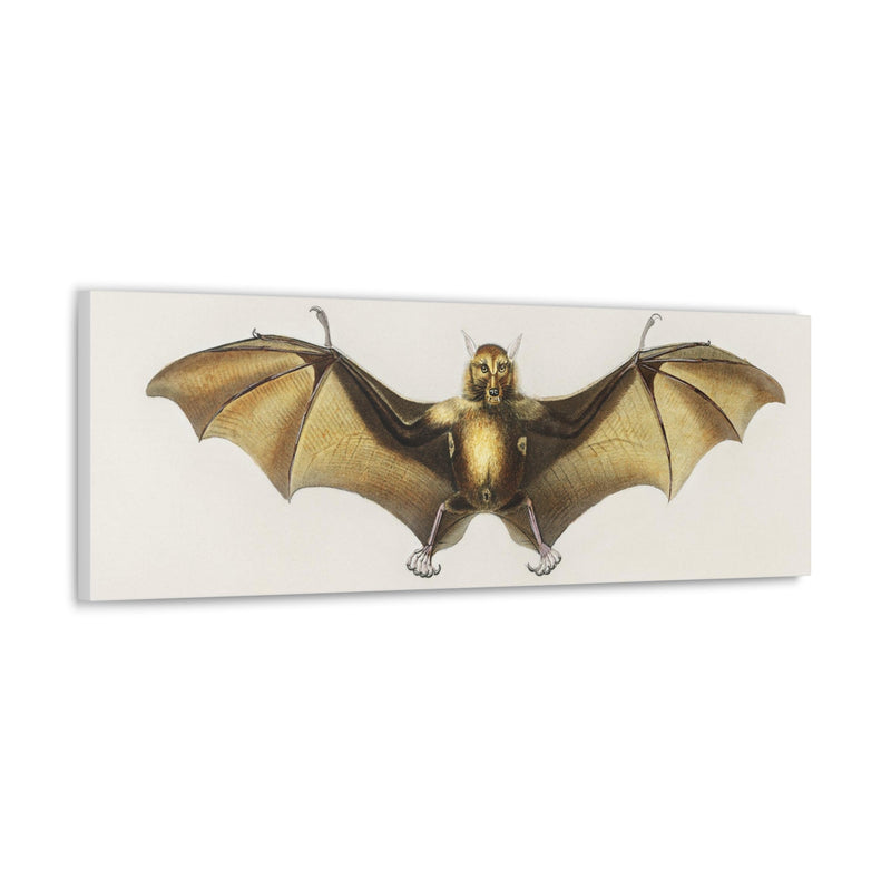 Vintage Roufsette Bat Illustration By Ernst Haeckel Canvas Gallery Wraps-Canvas-Printify-PaxtonGate