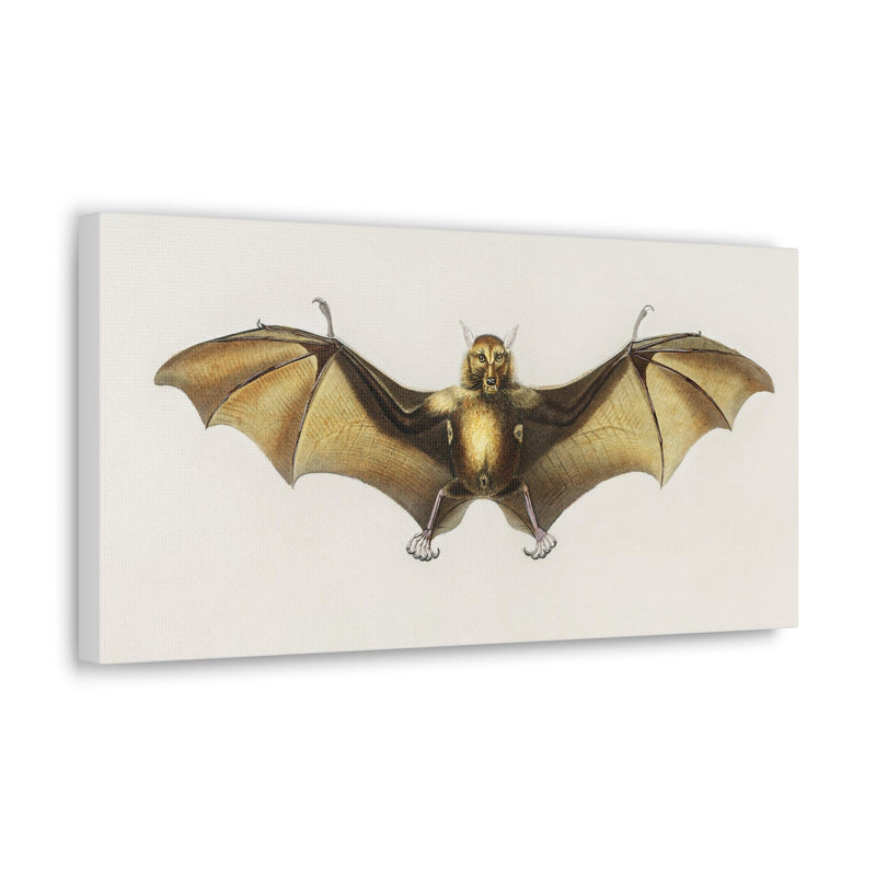 Vintage Roufsette Bat Illustration By Ernst Haeckel Canvas Gallery Wraps-Canvas-Printify-PaxtonGate