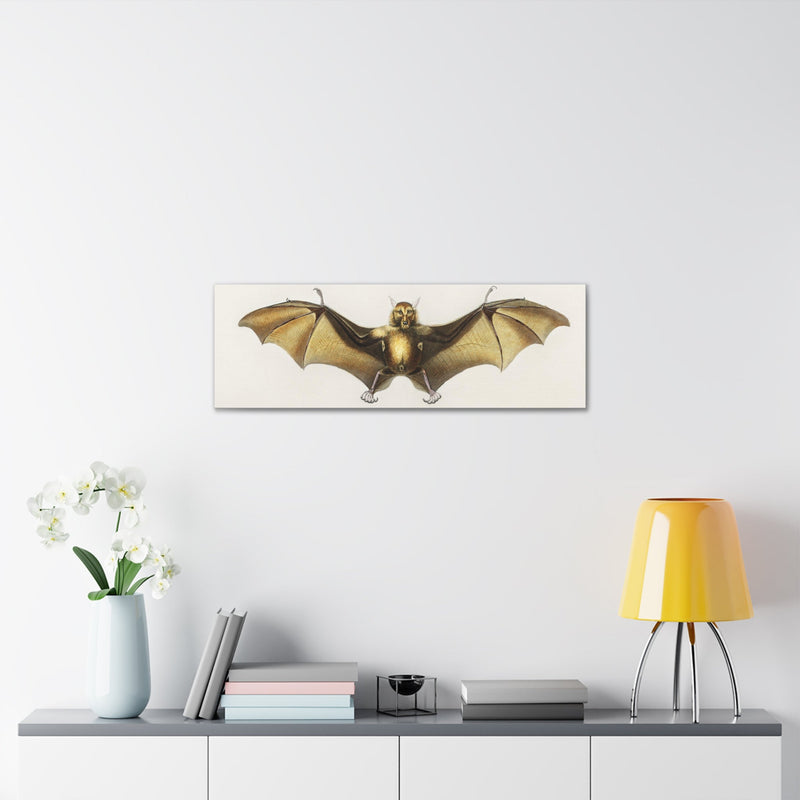 Vintage Roufsette Bat Illustration By Ernst Haeckel Canvas Gallery Wraps-Canvas-Printify-PaxtonGate