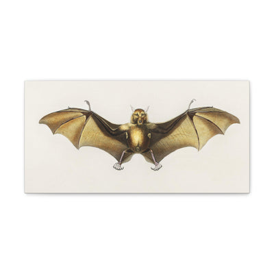 Vintage Roufsette Bat Illustration By Ernst Haeckel Canvas Gallery Wraps-Canvas-Printify-PaxtonGate