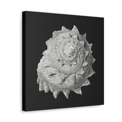 "Vintage Shell Illustration" By Ernst Haeckel Canvas Gallery Wraps-Canvas-Printify-PaxtonGate