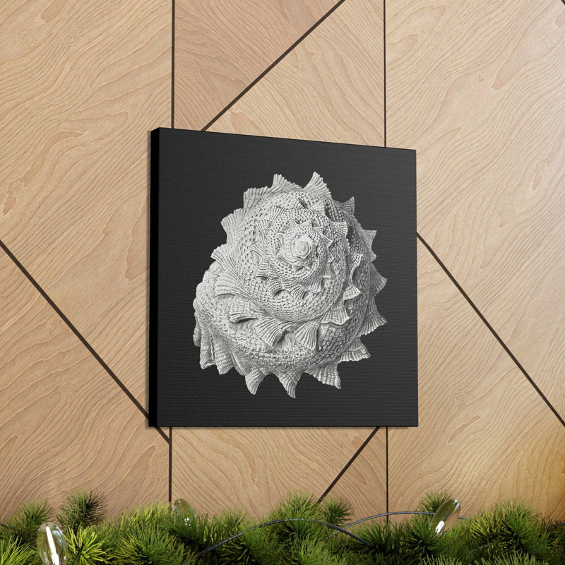 "Vintage Shell Illustration" By Ernst Haeckel Canvas Gallery Wraps-Canvas-Printify-PaxtonGate