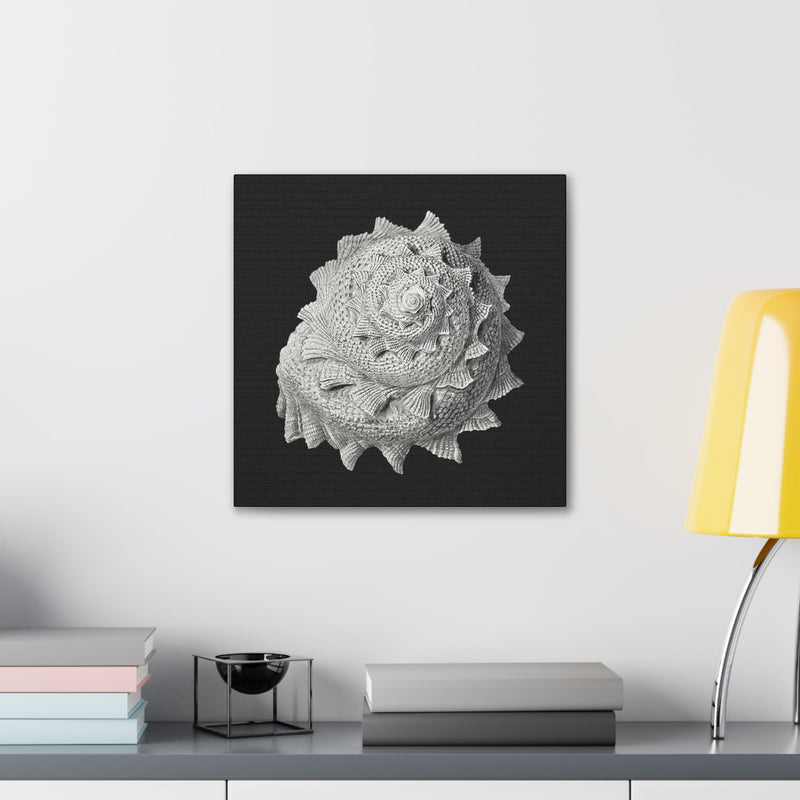 "Vintage Shell Illustration" By Ernst Haeckel Canvas Gallery Wraps-Canvas-Printify-PaxtonGate