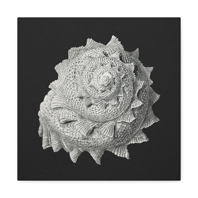 "Vintage Shell Illustration" By Ernst Haeckel Canvas Gallery Wraps-Canvas-Printify-PaxtonGate