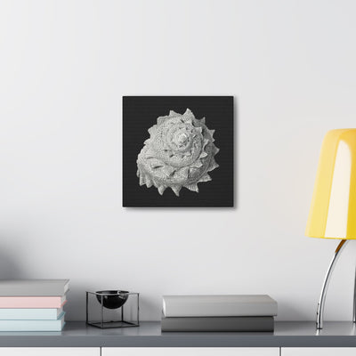 "Vintage Shell Illustration" By Ernst Haeckel Canvas Gallery Wraps-Canvas-Printify-PaxtonGate