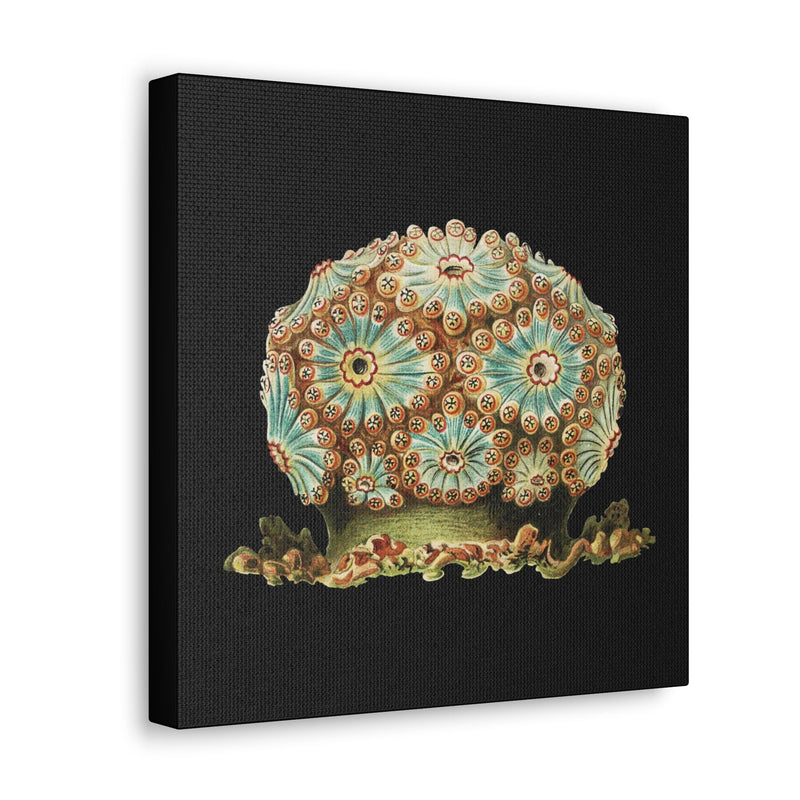 Vintage Tunicate Illustration By Ernst Haeckel Canvas Gallery Wraps-Canvas-Printify-PaxtonGate