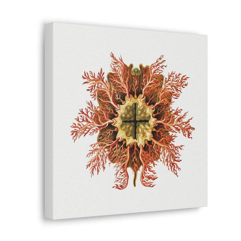 Vintage Tunicate Illustration By Ernst Haeckel Canvas Gallery Wraps-Canvas-Printify-PaxtonGate