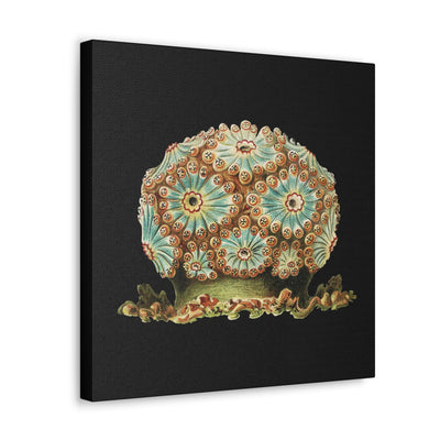 Vintage Tunicate Illustration By Ernst Haeckel Canvas Gallery Wraps-Canvas-Printify-PaxtonGate