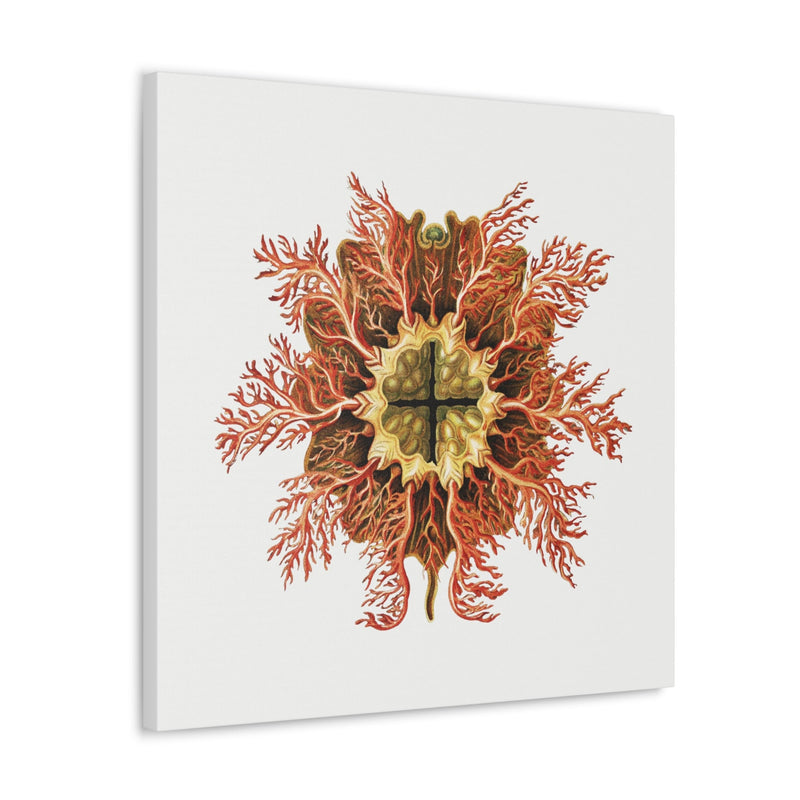 Vintage Tunicate Illustration By Ernst Haeckel Canvas Gallery Wraps-Canvas-Printify-PaxtonGate