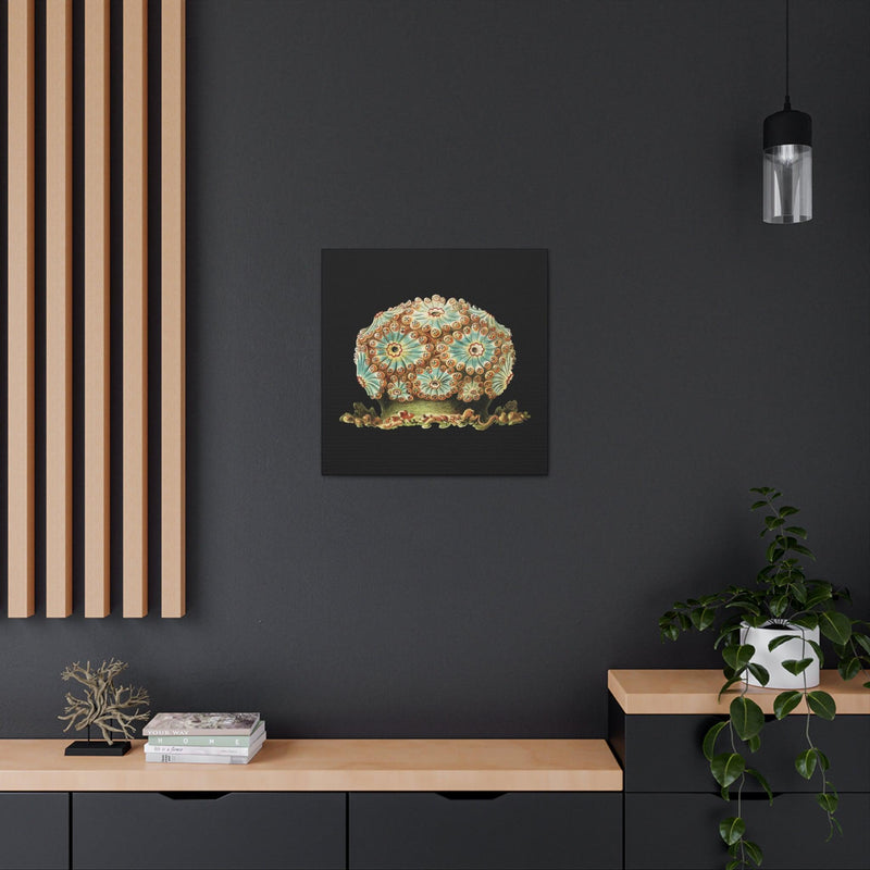 Vintage Tunicate Illustration By Ernst Haeckel Canvas Gallery Wraps-Canvas-Printify-PaxtonGate