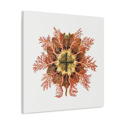 Vintage Tunicate Illustration By Ernst Haeckel Canvas Gallery Wraps-Canvas-Printify-PaxtonGate