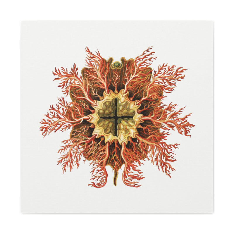 Vintage Tunicate Illustration By Ernst Haeckel Canvas Gallery Wraps-Canvas-Printify-PaxtonGate