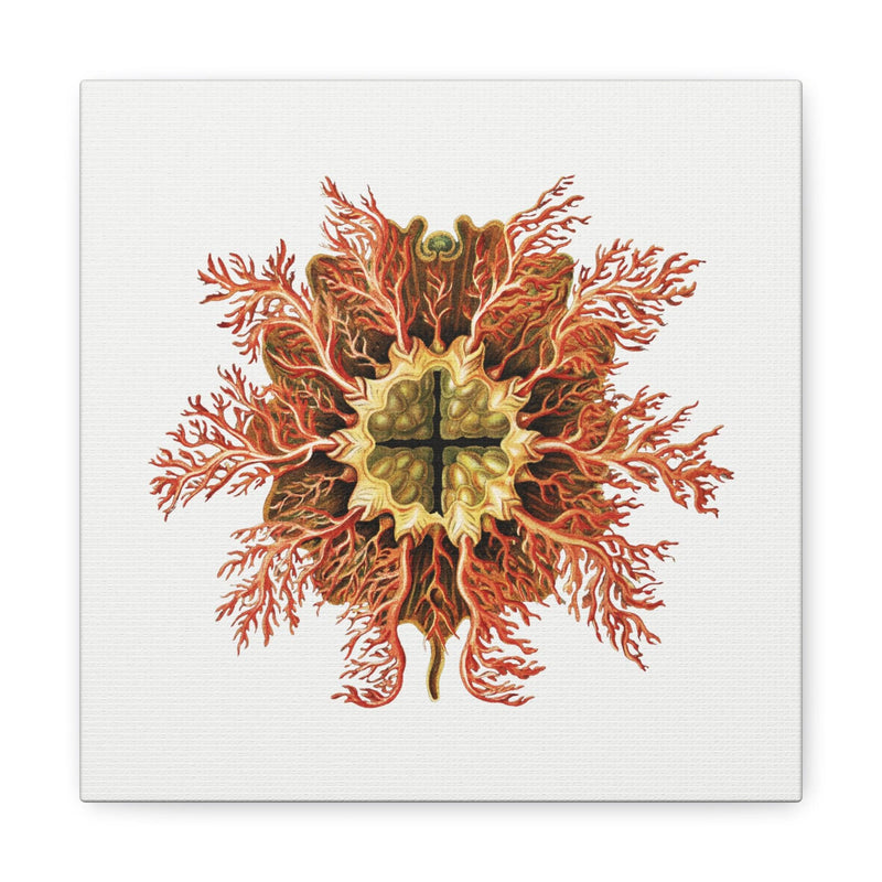 Vintage Tunicate Illustration By Ernst Haeckel Canvas Gallery Wraps-Canvas-Printify-PaxtonGate