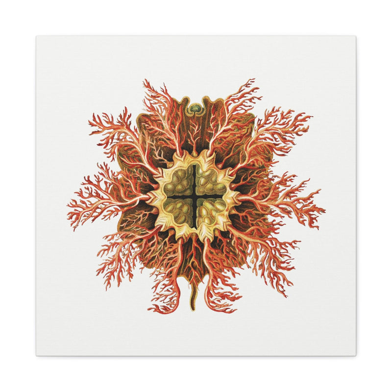 Vintage Tunicate Illustration By Ernst Haeckel Canvas Gallery Wraps-Canvas-Printify-PaxtonGate