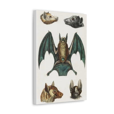 Vintage Various Bats Illustrations Canvas Gallery Wraps-Canvas-Printify-PaxtonGate