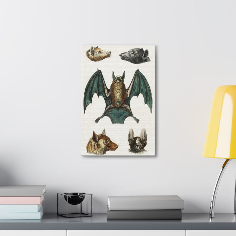 Vintage Various Bats Illustrations Canvas Gallery Wraps-Canvas-Printify-PaxtonGate