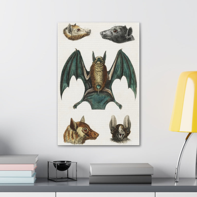 Vintage Various Bats Illustrations Canvas Gallery Wraps-Canvas-Printify-PaxtonGate