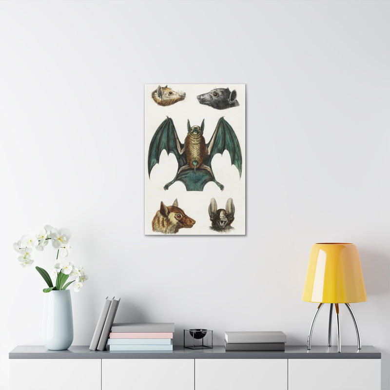 Vintage Various Bats Illustrations Canvas Gallery Wraps-Canvas-Printify-PaxtonGate