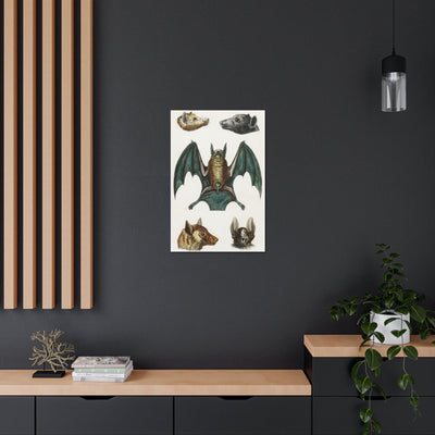 Vintage Various Bats Illustrations Canvas Gallery Wraps-Canvas-Printify-PaxtonGate