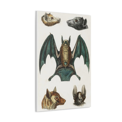 Vintage Various Bats Illustrations Canvas Gallery Wraps-Canvas-Printify-PaxtonGate