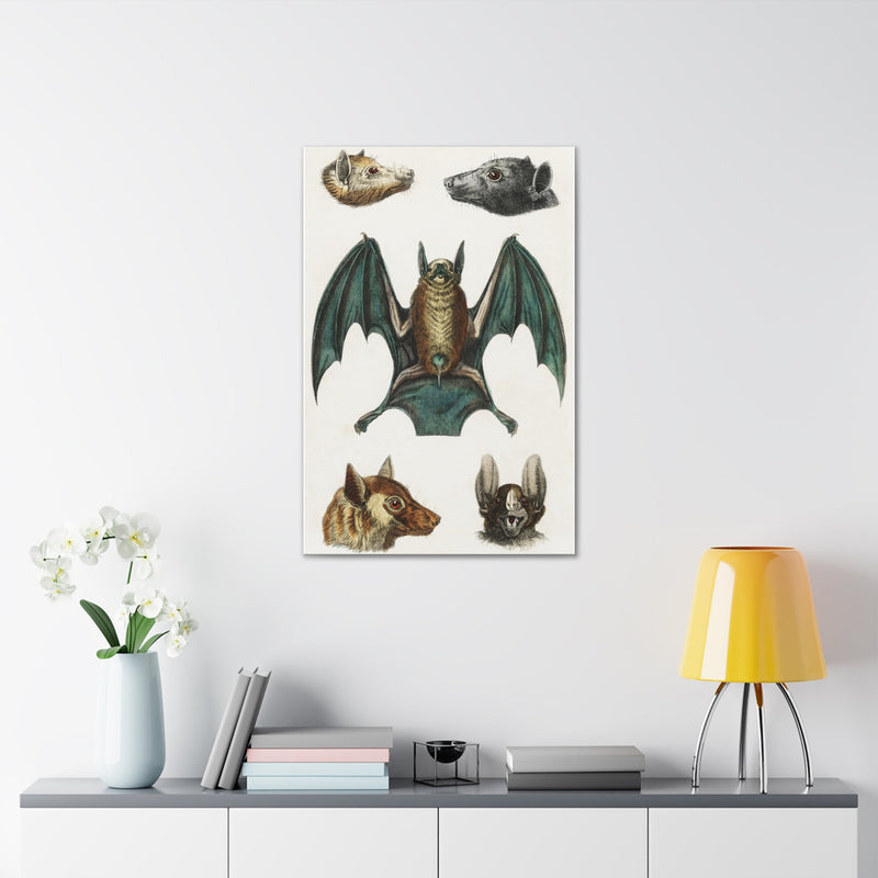 Vintage Various Bats Illustrations Canvas Gallery Wraps-Canvas-Printify-PaxtonGate