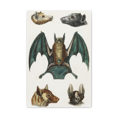 Vintage Various Bats Illustrations Canvas Gallery Wraps-Canvas-Printify-PaxtonGate