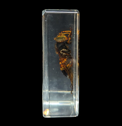 Wasp In Acrylic-Insects-Real Insect Company-PaxtonGate