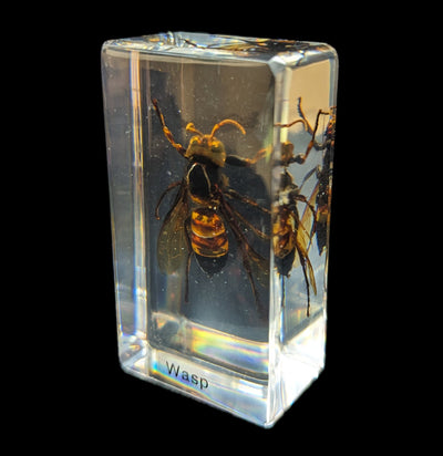 Wasp In Acrylic-Insects-Real Insect Company-PaxtonGate