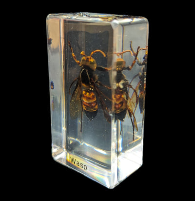 Wasp In Acrylic-Insects-Real Insect Company-PaxtonGate