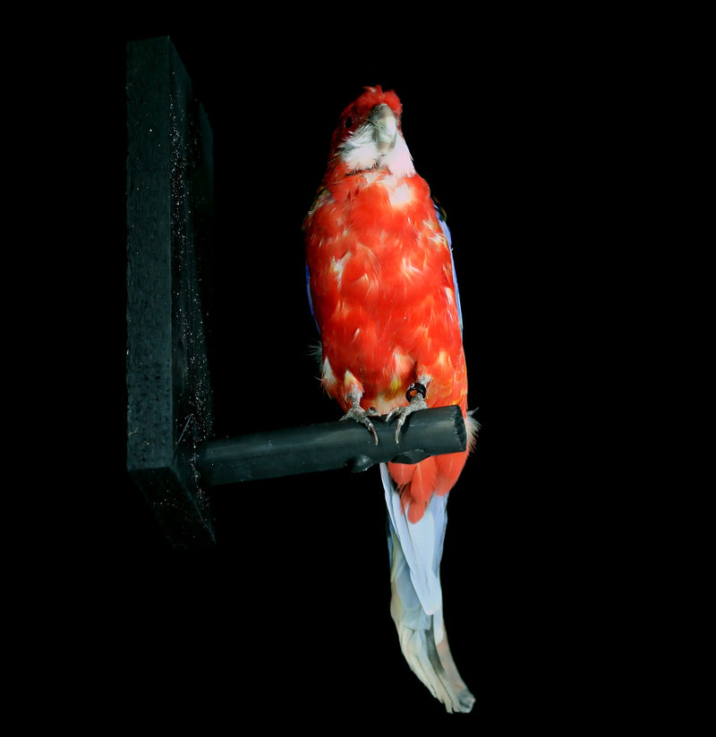 Western Rosella Taxidermy Specimen A - Paxton Gate