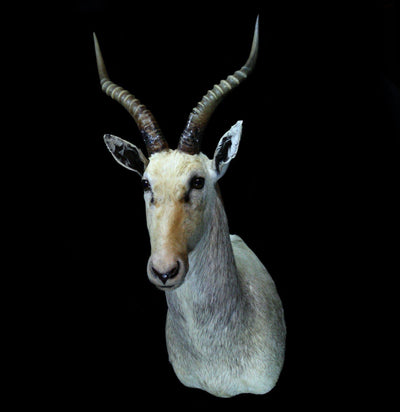 White Blesbok Taxidermy Shoulder Mount - Paxton Gate