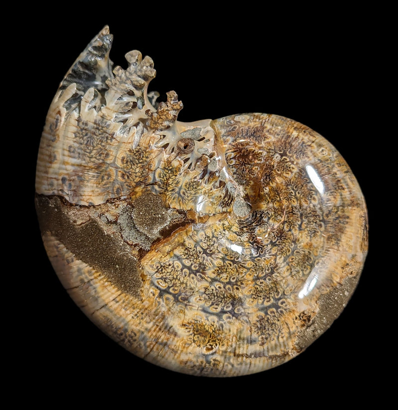 Whole Ammonite Sutured With End Chambers Specimen 