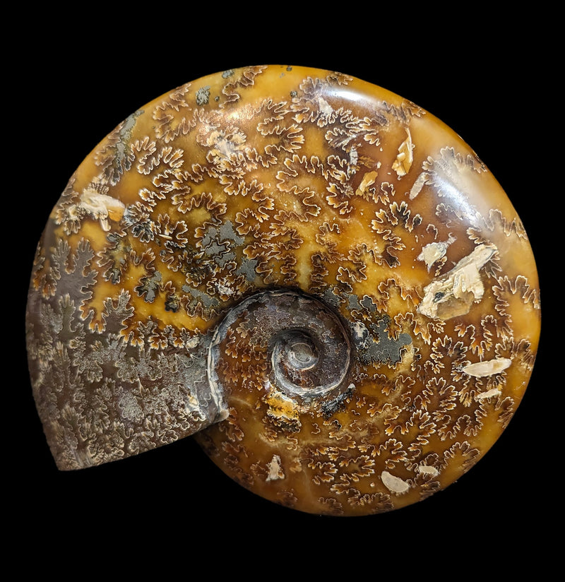 Whole Sutured Polished Ammonite Fossil Specimen-Minerals-Madagascar Treasures-PaxtonGate