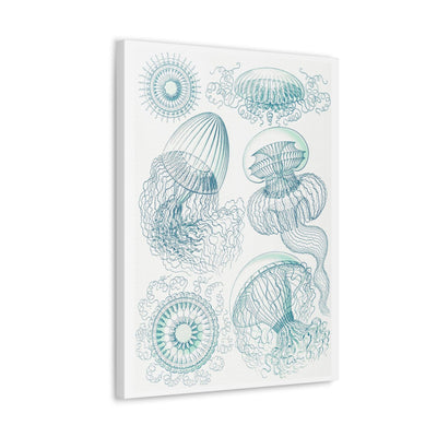 "leptomedusae faltenquallen" By Ernst Haeckel Canvas Gallery Wraps-Canvas-Printify-PaxtonGate