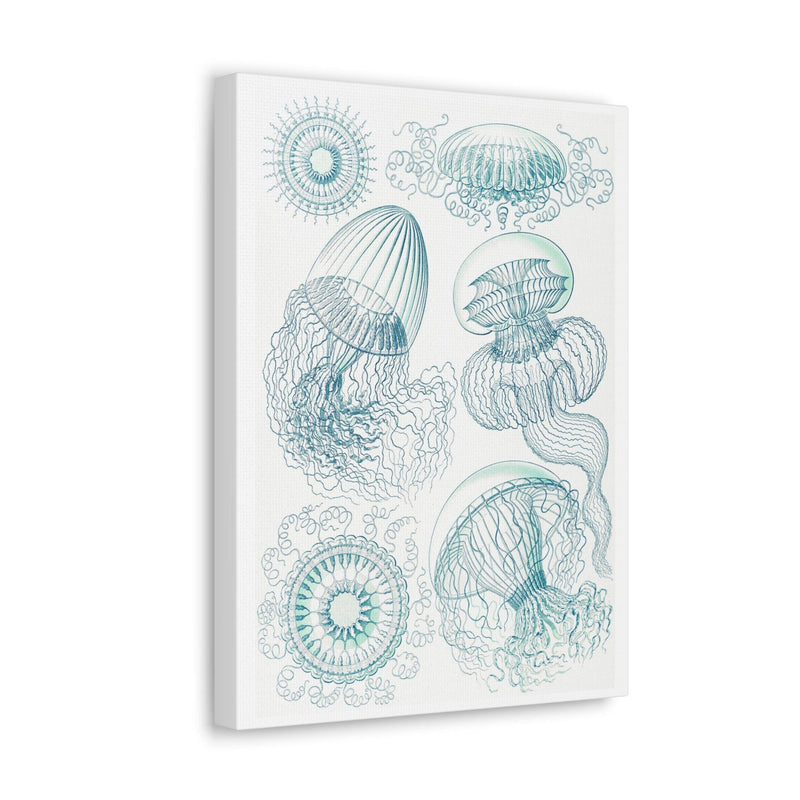 "leptomedusae faltenquallen" By Ernst Haeckel Canvas Gallery Wraps-Canvas-Printify-PaxtonGate