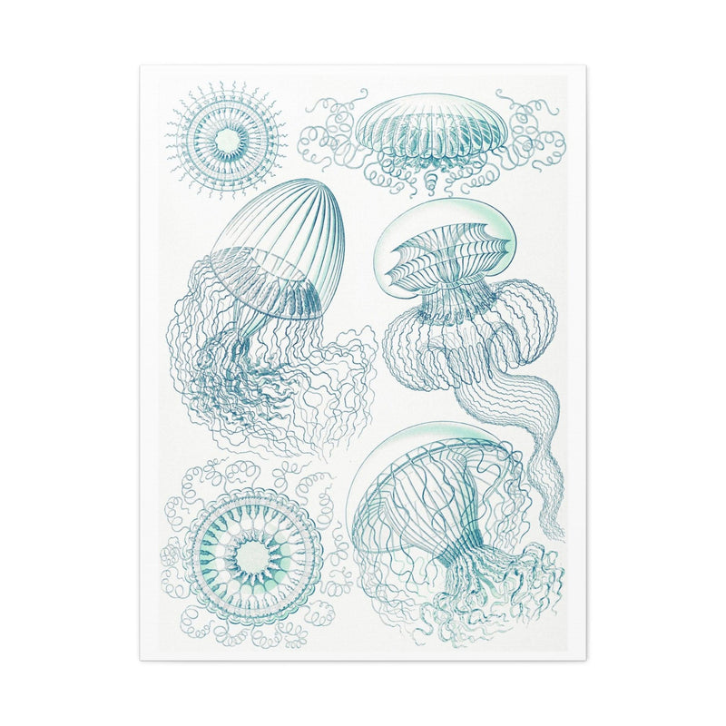 "leptomedusae faltenquallen" By Ernst Haeckel Canvas Gallery Wraps-Canvas-Printify-PaxtonGate