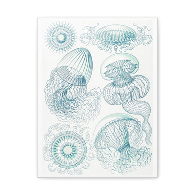 "leptomedusae faltenquallen" By Ernst Haeckel Canvas Gallery Wraps-Canvas-Printify-PaxtonGate