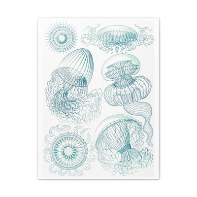 "leptomedusae faltenquallen" By Ernst Haeckel Canvas Gallery Wraps-Canvas-Printify-PaxtonGate