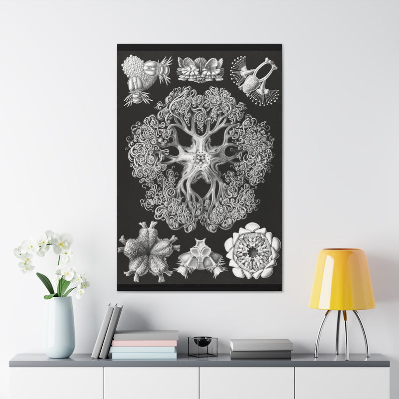 "ophiodea schlangensterne" By Ernst Haeckel Canvas Gallery Wraps-Canvas-Printify-PaxtonGate