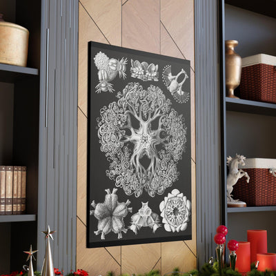 "ophiodea schlangensterne" By Ernst Haeckel Canvas Gallery Wraps-Canvas-Printify-PaxtonGate