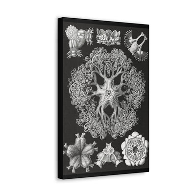 "ophiodea schlangensterne" By Ernst Haeckel Canvas Gallery Wraps-Canvas-Printify-PaxtonGate