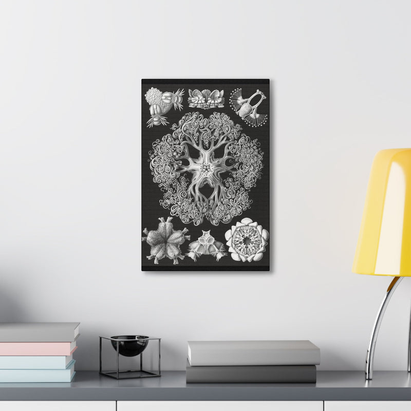 "ophiodea schlangensterne" By Ernst Haeckel Canvas Gallery Wraps-Canvas-Printify-PaxtonGate