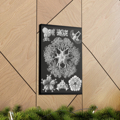 "ophiodea schlangensterne" By Ernst Haeckel Canvas Gallery Wraps-Canvas-Printify-PaxtonGate